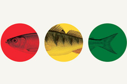 Kādu zivi izvēlēties