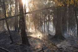 Snēpeles pagastā deg mežs  (Foto galerija)