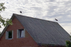 Saka: ja uz jumta uzlaižas stārķis, tajā mājā būšot laime. Patiesībā trīs mazi stārķēni aizņēmuši ligzdu. 